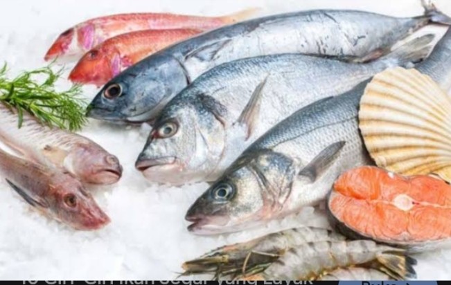 Ilustrasi ikan dalam freezer. [Int]